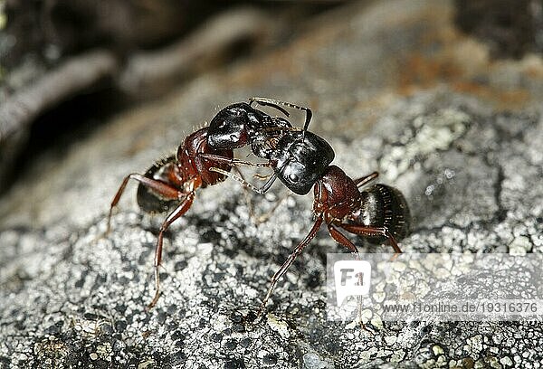 Ameisen kommunizieren durch chemische Mittel