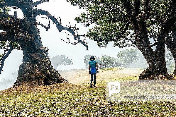 Fanalwald mit Nebel auf Madeira  junger Mann geht morgens neben Lorbeerbäumen spazieren  mystisch  geheimnisvoll