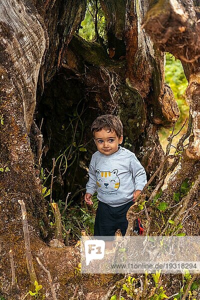 Fanal Wald in Madeira  Baby Porträt in der Höhle eines Lorbeerbaums  der Spaß hat