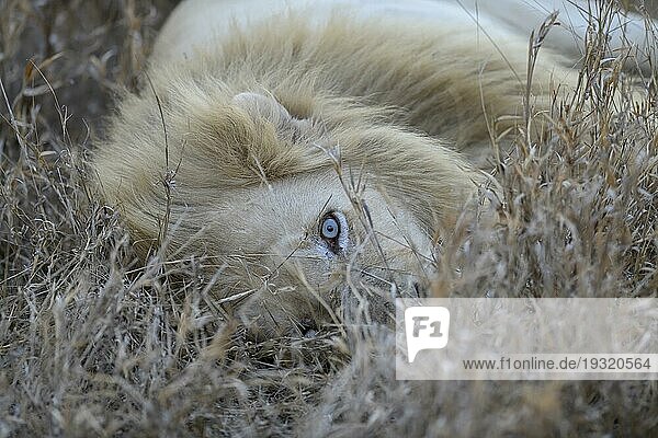Weißer Löwe (Panthera leo) im hohen Gras  männliches Tier  Kruger to Canyons Biosphere Region  Provinz Limpopo  Südafrika