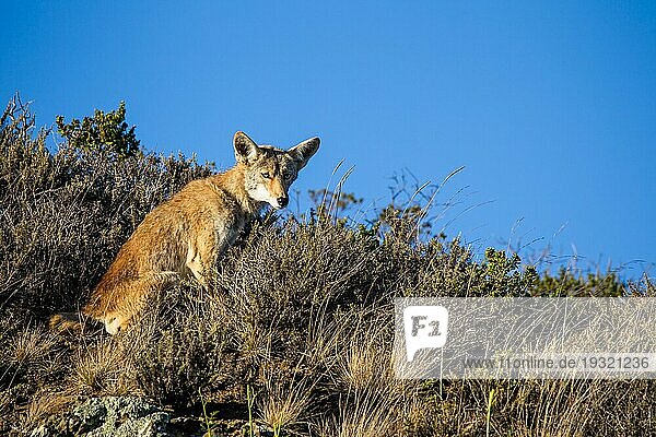 Kojote (Canis latrans) in der Golden Gate National Recreation Area nördlich von San Francisco  Kalifornien  USA. Kojote in der Golden Gate National Recreation Area nördlich von San Francisco  Kalifornien  USA  Nordamerika