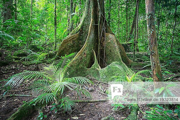 Dichter Regenwald in der Mossman Schlucht  Queensland  Australien  Ozeanien