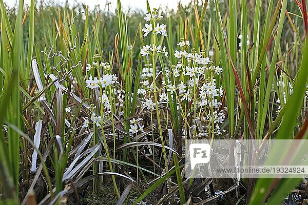 Wasserfeder (Hottonia palustris)  Blüten  Naturpark Flusslandschaft Peenetal  Mecklenburg-Vorpommern  Deutschland  Europa