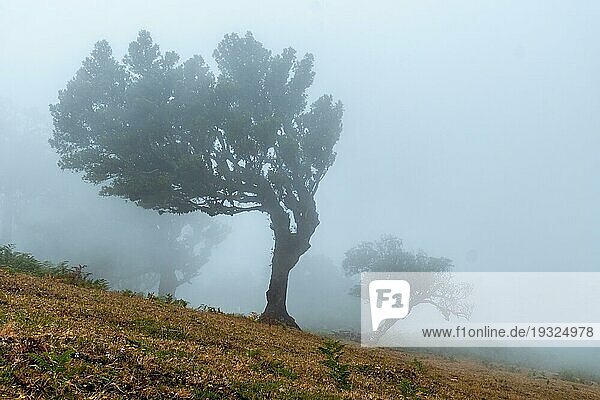 Fanalwald mit Nebel auf Madeira  Lorbeerbäume am Morgen mit viel Nebel  mystisch  geheimnisvoll