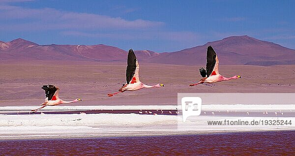 Drei Flamingos im Flug über der roten Lagune Laguna Colorada in Südbolivien  Eduardo Avaroa Andean Fauna National Reserve  BOLIVIEN im September 2015