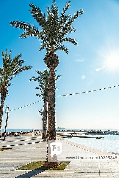 Strand mit Palmen in der Küstenstadt Torrevieja neben der Playa del Cura  Alicante  Valencianische Gemeinschaft. Spanien  Mittelmeer an der Costa Blanca