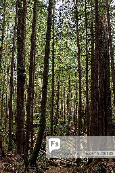 Mächtige Bäume im Avatar Grove bei Port Renfrew auf Vancouver Island  British Columbia  Kanada  Nordamerika