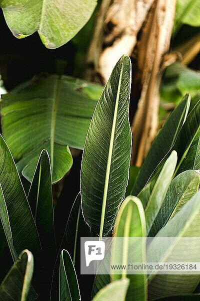 Gruppe tropische grüne Blätter