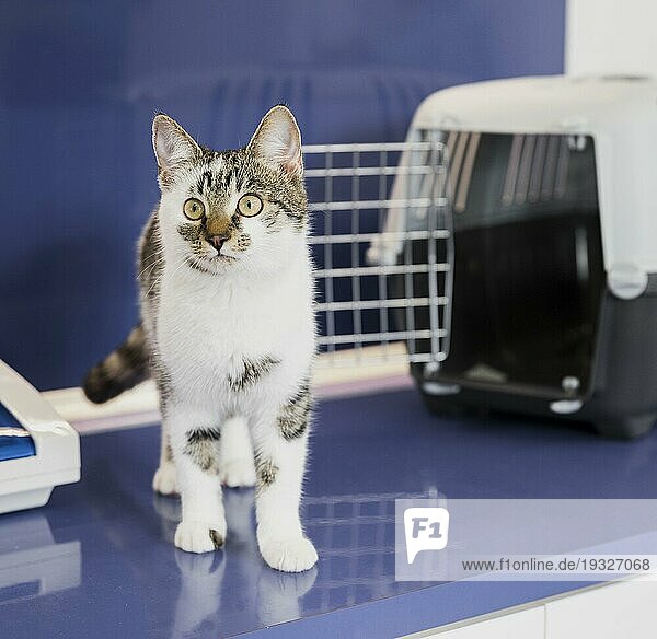 Schöne Katze mit Käfig Tierarztpraxis