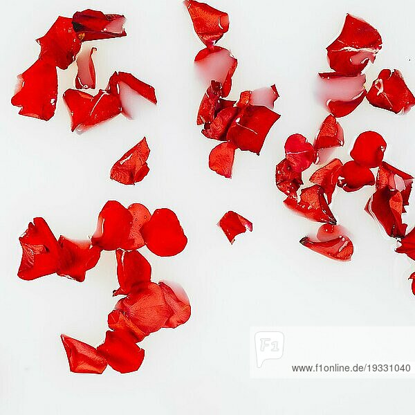 Erhöhte Ansicht rote Blütenblätter weißer Hintergrund