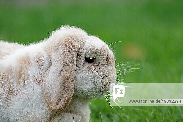 Kaninchen  Widderkaninchen  Seitenansicht  Hängeohren  Fell  Schnurrhaare  niedlich  Gras  Porträt von einem Kaninchen mit Schlappohren