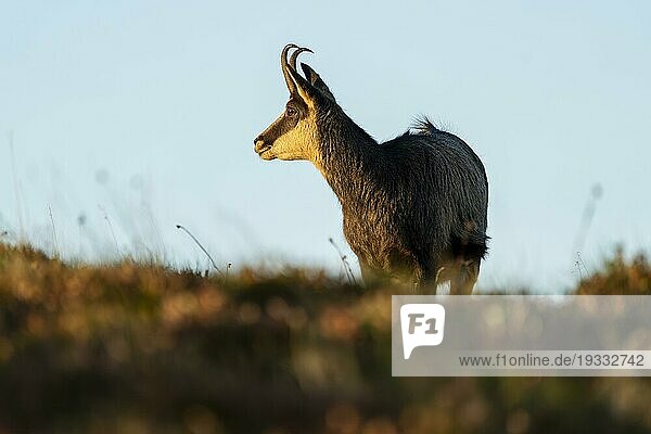 Chamois - France wildlife