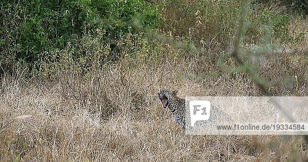 Leopard (panthera pardus)  adult im hohen Gras stehend  Tsavo Park in Kenia