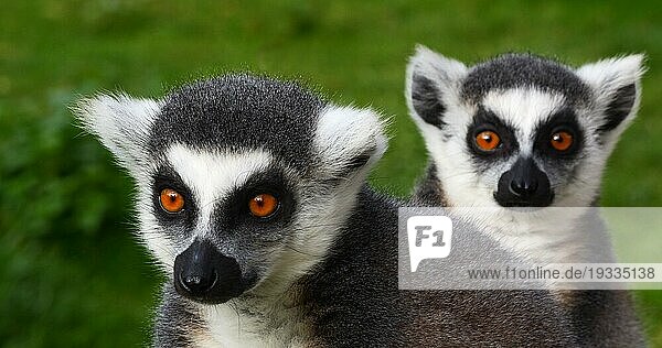 Ringelschwanzlemur  lemur catta. Porträt Erwachsener