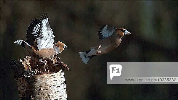 Kernbeißer (coccothraustes coccothraustes)  Kampf zwischen zwei Vögeln  adult im Flug  Normandie in Frankreich