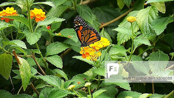 Monarch (danaus plexippus) Schmetterling  Schmetterling stehend auf Blüte