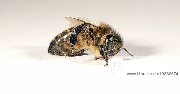 Europäische Honigbiene (apis mellifera)  Schwarze Biene auf weißem Hintergrund  die versucht  sich umzudrehen  Normandie