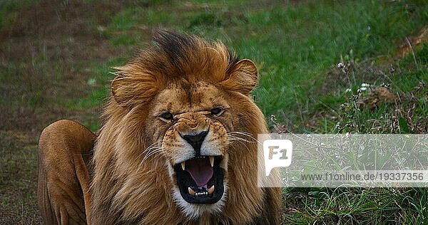 Afrikanischer Löwe (panthera leo)  Männchen knurrend