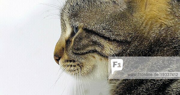 Braun gestromte Hauskatze  Porträt einer Mieze auf weißem Hintergrund
