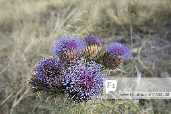Blüten der Mariendistel (Silybum marianum)  Las Tricias  Insel La Palma  Spanien  Europa