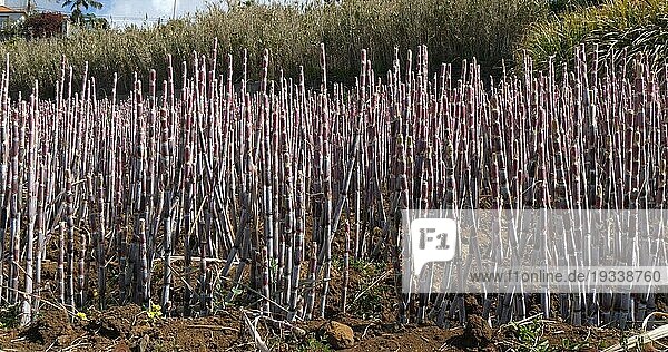 Zuckerrohrfeld  Bezirk Canhas  Insel Madeira in Portugal