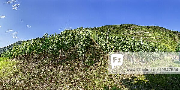 Weinreben (Vitis vinifera) mit weißen Trauben wachsen in einem Weinberg bei Bremm  Landkreis Cochem-Zell  Rheinland-Pfalz  Deutschland  Europa