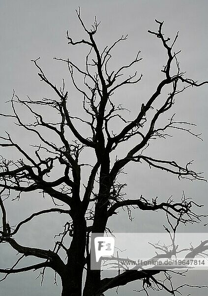 Toter Baum bei Großbeeren  Landkreis Teltow-Fläming  Land Brandenburg  Deutschland  Europa