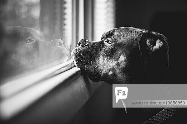 Dog Looking at its Reflection in the Window