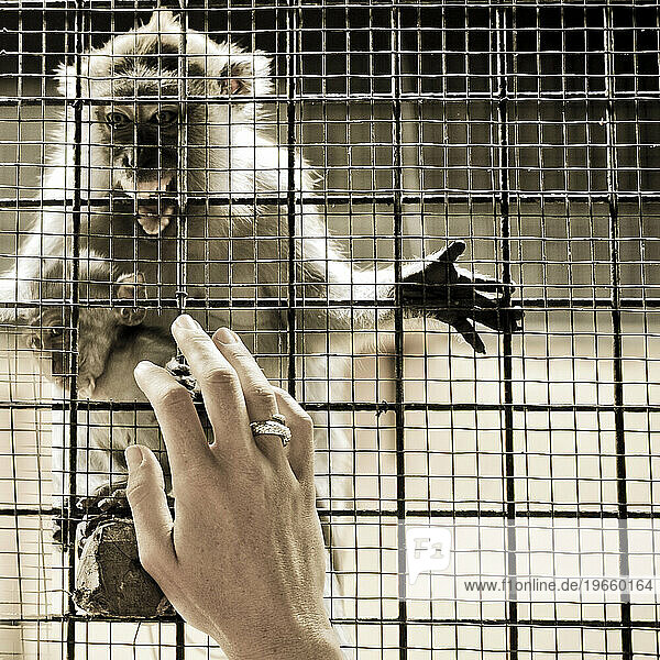 Pictures of wild and captive primates taken in Borneo & Langkawi in Malaysia