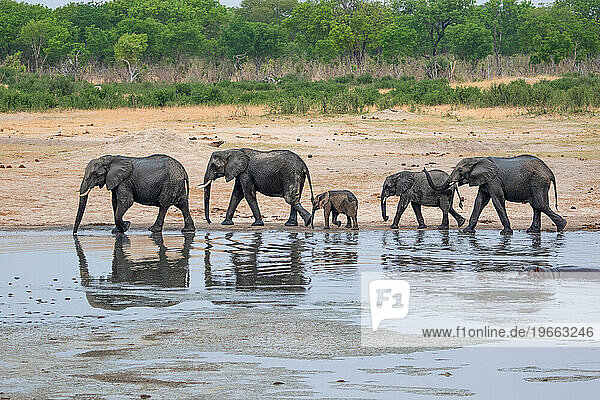 Elephants at Hwange national Park  Zimbabwe