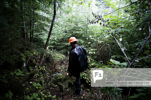 A site manager follows a trail through dense trees slated for the next logging site.