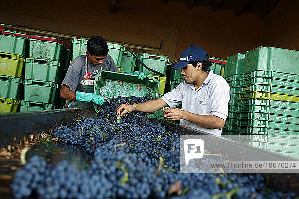 Grape harvest workers in Argentina.