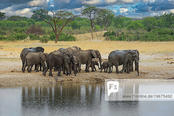 Elephants at Hwange national Parl  Zimbabwe