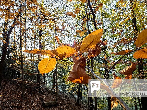 Herbststimmung  Sonnenstrahlen  Herbstlaub auf einem Ast  mit Laub bedeckter Waldboden  Leoben  Steiermark  Österreich  Europa