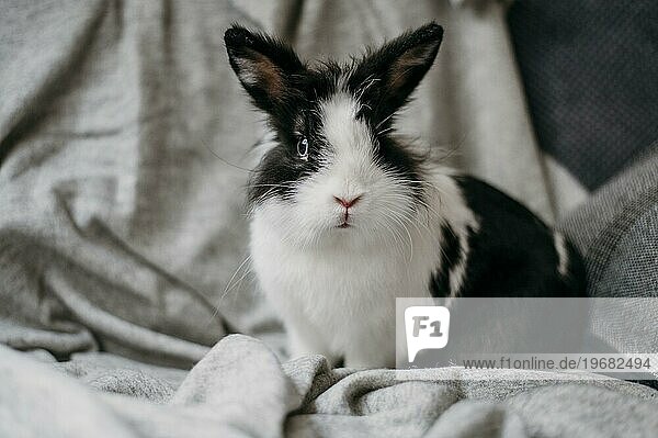 Porträt liebenswertes Kaninchen