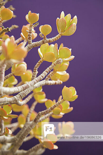 Succulent Plant  Close-up view