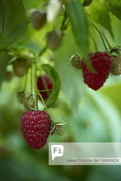 Close up juicy  fresh raspberries growing on stems