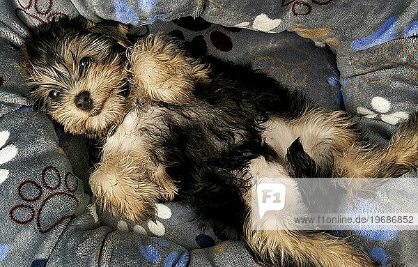 Draufsicht niedlicher Yorkshire Terrier  der sich auf seinem Bett ausruht