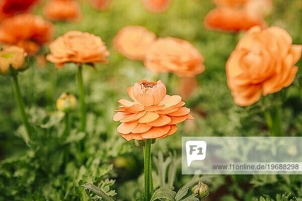 Orange Ranunkel Blume wächst Feld sonnigen Tag