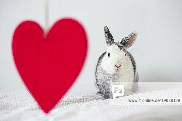Lustiges Kaninchen Ornament rotes Herz