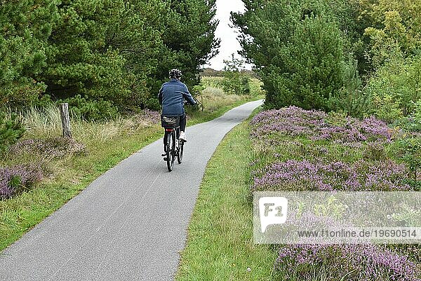 Fahrrad fahren am Heidekraut in Dänemark