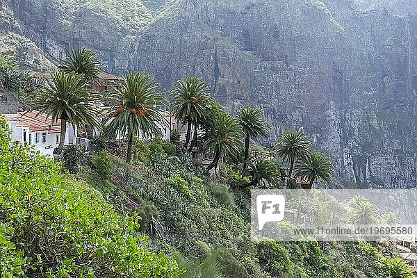 Masca mountain village in a volcanic crater  Tenerife  Canary Islands  Spain  Europe