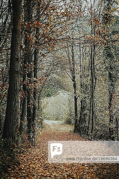 Waldweg im Herbst  verfärbte Blätter  Ternitz  Niederösterreich  Österreich  Europa