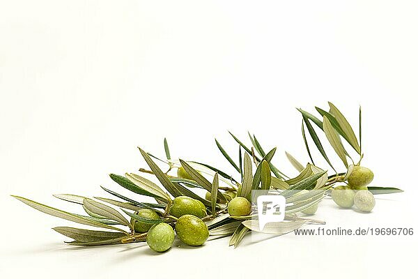 Olive branch with green olives with dewdrops isolated on white background