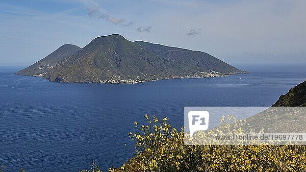 Ginsterbüsche  Salina  Insel  Lipari  Liparische Inseln  Äolische Inseln  Sizilien  Italien  Europa