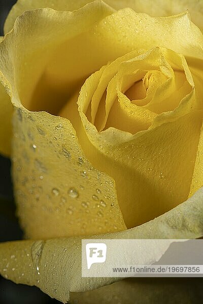 Schöne Makro gelbe Rose 4