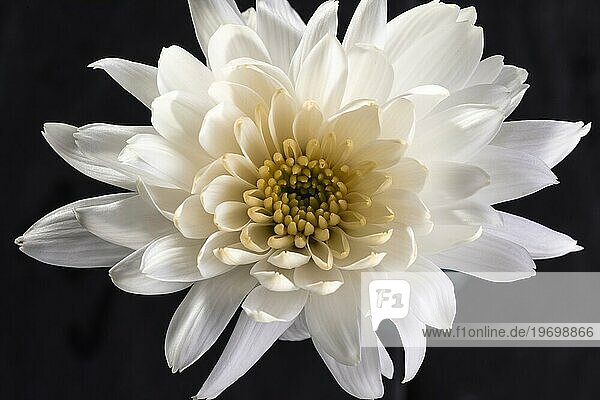 Schöne Makro weiße Blume 2