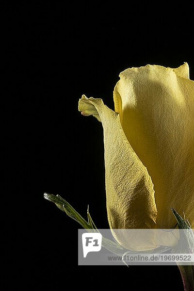 Schöne Makro gelbe Rose