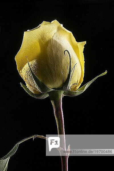 Schöne Makro gelbe Rose 3