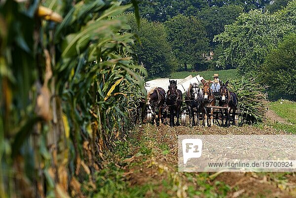 Amish-People bei der traditionellen Ernte  Religion  Glaube  Tradition  Agrar  Pennsylvania  USA  Nordamerika